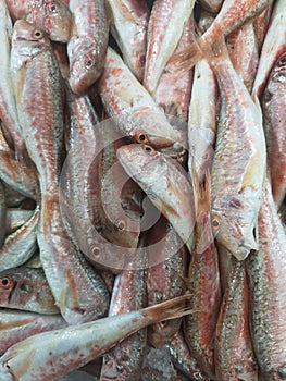 Fish Market The striped red mullet or surmullet in the case