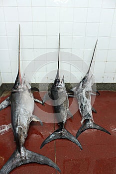 Fish market: swordfish