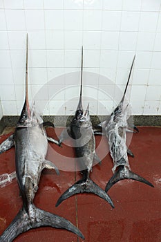 Fish market: swordfish photo
