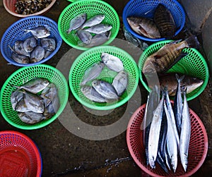 Fish Market at taiwan