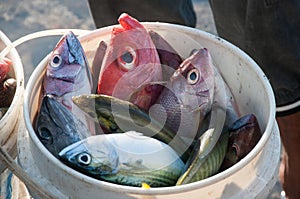 Fish in the market in the town of Bitung, Indonesia