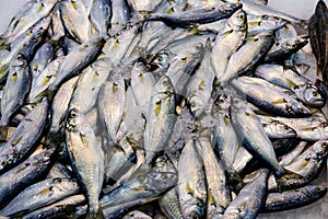 Fish market in Turkey. Fresh Pomatomus saltatrix on the counter photo