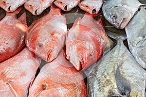 Fish on a market in Victoria, Seychelles