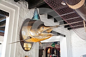 Fish marlin