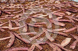 Fish meat drying in sunlight on nets Jaffna Peninsula Sri Lanka