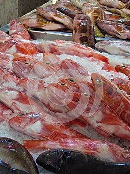 Fish At Mercado dos Lavradores