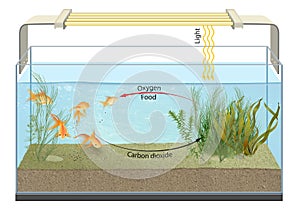 Fish metabolism in the aquarium. Metabolism is the set of life-sustaining chemical reactions in organisms