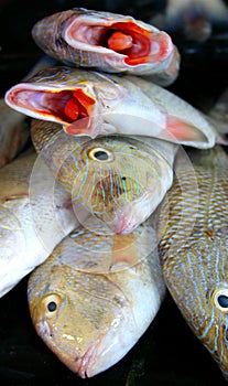 Fish at mexican market