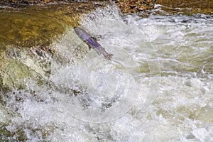 Fish migration jumping upstream at Ganaraska River, Municipality of Port Hope , Ontario, Canada