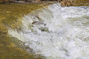 Fish migration jumping upstream at Ganaraska River, Municipality of Port Hope , Ontario, Canada