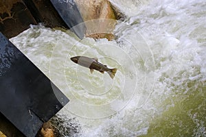 Fish migration jumping upstream at Port Hope Fish Ladder, Ontario, Canada photo