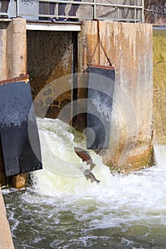 Fish migration jumping upstream at Port Hope Fish Ladder, Ontario, Canada photo