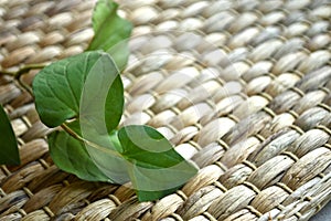 Fish mint Houttuynia cordata leaves isolated on rattan mat.
