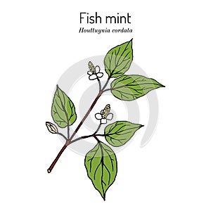 Fish mint Houttuynia cordata , medicinal plant