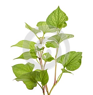 Fish mint, Fish leaf with flower isolated on white background, with clipping path