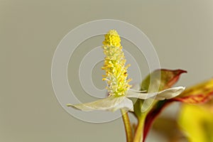 Fish mint plant Houttuynia cordata