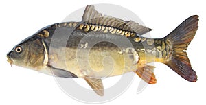 Fish mirror carp. Isolated fish without scales photo