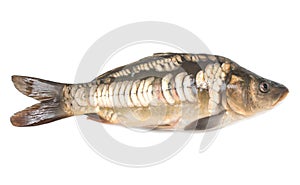 Fish mirror carp on white background