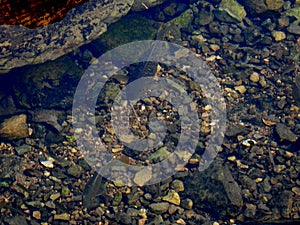 Fish in the mirror-clear lake water. Israel. Rosh ha hain.