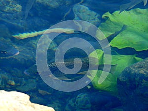 Fish in the mirror-clear lake water. Israel. Rosh ha hain.