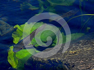 Fish in the mirror-clear lake water. Israel. Rosh ha hain.