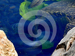 Fish in the mirror-clear lake water. Israel. Rosh ha hain.