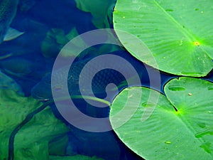 Fish in the mirror-clear lake water. Israel. Rosh ha hain.