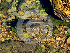 Fish in the mirror-clear lake water. Israel. Rosh ha hain.