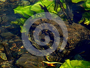 Fish in the mirror-clear lake water. Israel. Rosh ha hain.