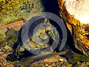 Fish in the mirror-clear lake water. Israel. Rosh ha hain.