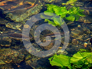 Fish in the mirror-clear lake water. Israel. Rosh ha hain.