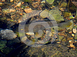 Fish in the mirror-clear lake water. Israel. Rosh ha hain.