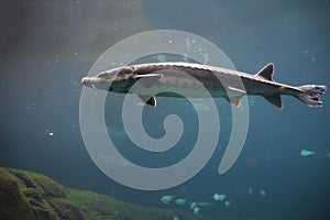 Fish at the Montreal Biodome in Montreal Quebec Canada