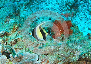 Fish Moorish idol