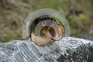 Fish with mouth open