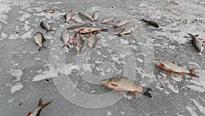 The fish moves and freezes on cold ice. Fisherman catch.