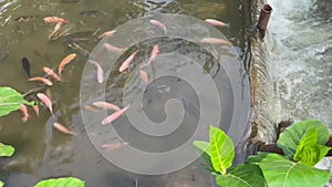 Fish Mujair Tilapia (mujair nila) in the waterways