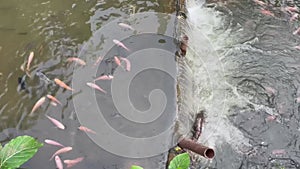 Fish Mujair Tilapia (mujair nila) in the waterways