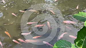 Fish Mujair Tilapia (mujair nila) in the waterways