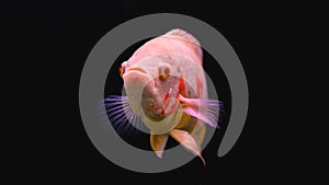 Fish named Cara-acu albino. White fish, rare specie