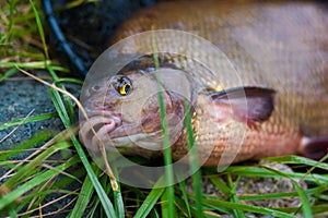 Fish names Carp