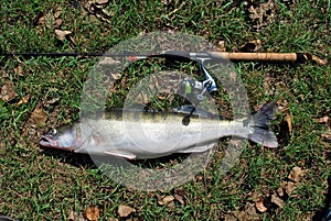 Fish near longline rod