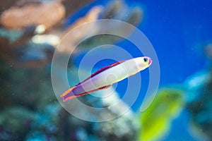 Nemateleotris decora - Elegant firefish photo