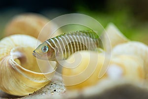 Fish Neolamprologus similis, shell-dwelling cichlid