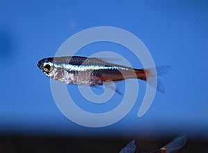 Fish Neon Tetra in freshwater tropical aquarium