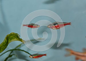 Fish neon tetra  swimming in  freshwater tropical aquarium