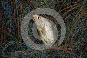 Fish on the net