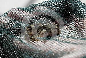 Fish on a Net