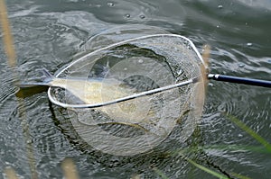 Fish in net
