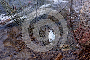 Fish in net trapped's fisherman